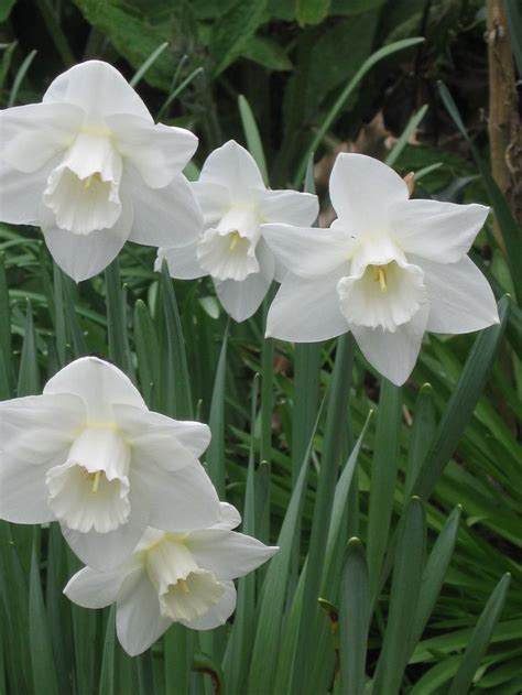 White daffodils. | Daffodil flower, Daffodils, Daffodils planting