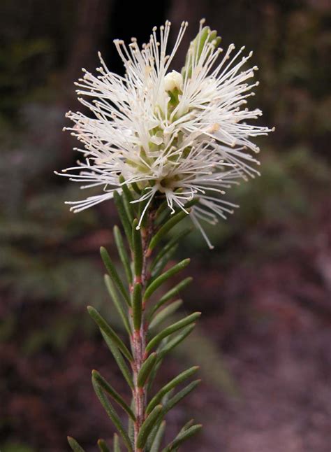 Melaleuca ericifolia — Australian Plants Society Tasmania inc