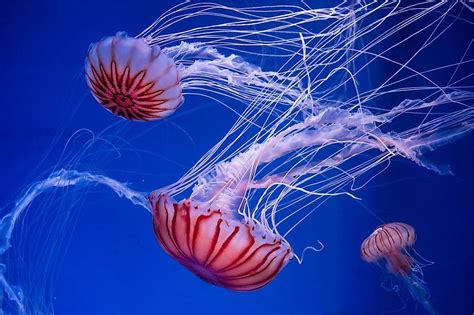 How Many Species of Jellyfish Are There? - WorldAtlas.com