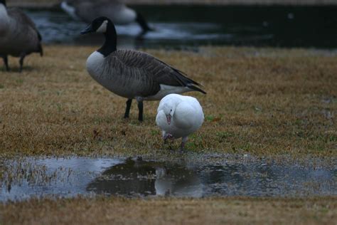 Ross's Goose, 30 jan, 2010 | Ross's goose with Canada Geese | Flickr