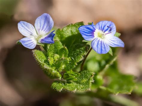 Speedwell Weeds - Controlling Weed Speedwell In Lawns And Gardens