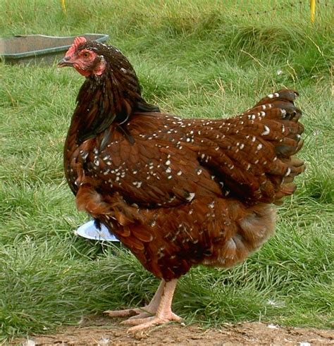 speckled sussex chicken breed | Farm Birds* | Pinterest | Chicken breeds, Bird and Gamebirds