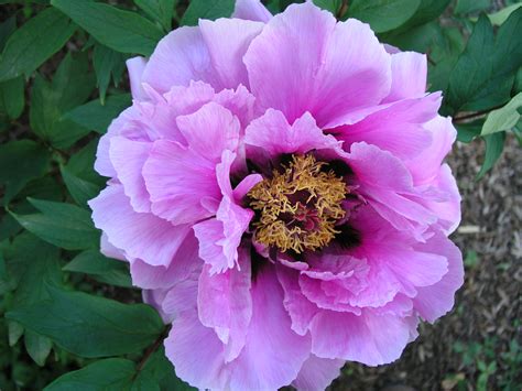 Free photo: Tree Peony - Beautiful, Beijing, Bloom - Free Download - Jooinn