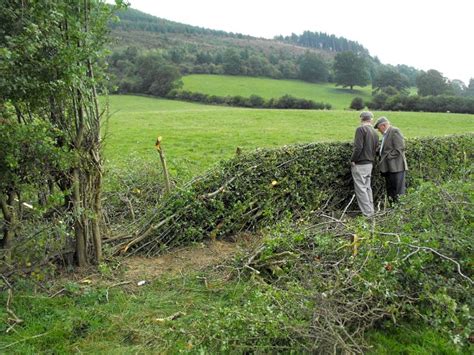 Hedging competition (2) © Penny Mayes :: Geograph Britain and Ireland