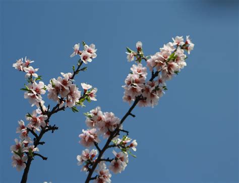 Free photo: Almond Tree Blossom - Almond, Blossom, Flowers - Free Download - Jooinn