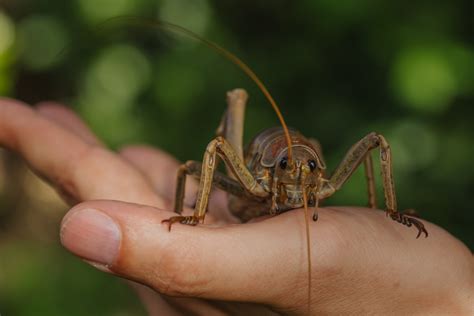 In Praise of Six Legs – The Mighty Wētāpunga - The Noises