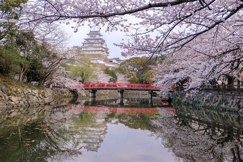 Sakura and Himeji Castle - most beautiful castle in Japan — the wandering cam