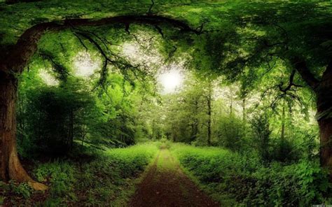 Forest Wallpaper Screensaver HD (With images) | Beautiful nature wallpaper, Forest road, Green ...