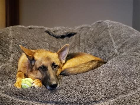 Lets be honest. My $1.3k LoveSac is a dog bed. : r/aww