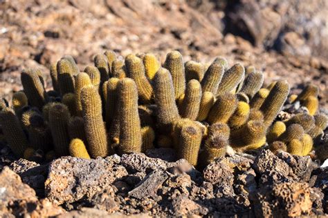 Discovering Galápagos Cacti and Their Resilient Beauty | Galápagos ...