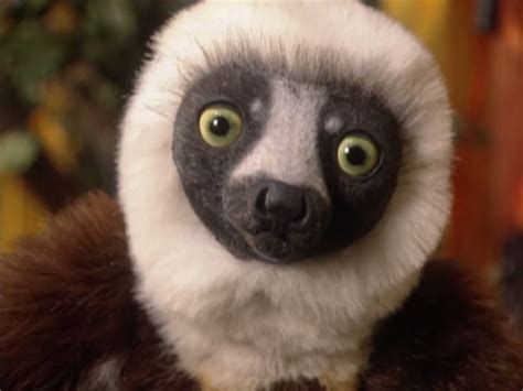 Dare You To Read This And Not Miss Zoboomafoo