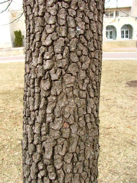 White Flowering Dogwood bark | Flickr - Photo Sharing!