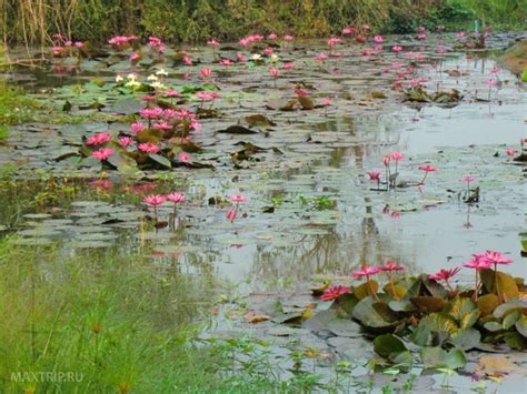 Water lily pond, Thailand