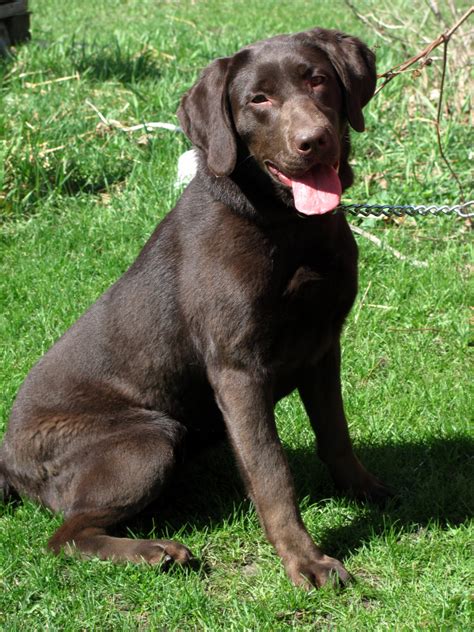 Chocolate Lab Puppies Near Me - All You Need Infos