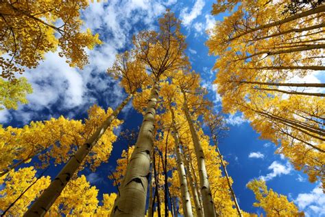 Colorado fall colors forecast 2023: Fall foliage map