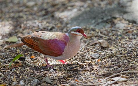 Key West Quail-Dove | Audubon Field Guide