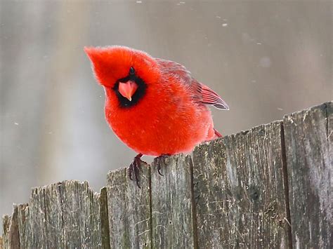 Northern Cardinal - eBird