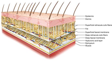 The Frictionless Skin-Fascia Interface With Underlying Bone "Theory"