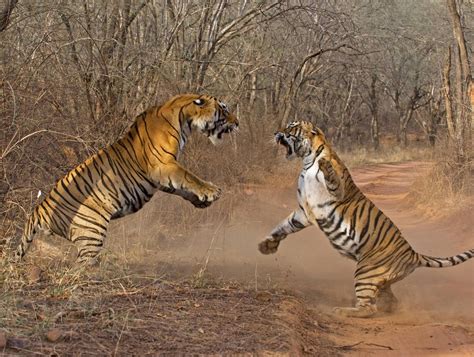 Tiger Fight : photoshopbattles