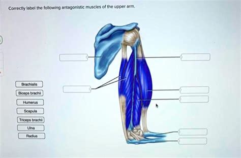 SOLVED: Correctly label the following antagonistic muscles of the upper ...