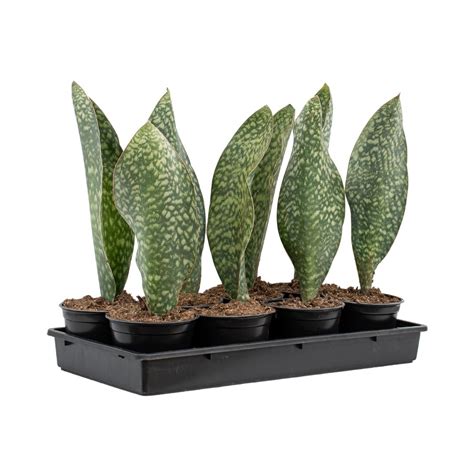 6" Sansevieria Masoniana (Whalefin Snake Plant) - Vermeers Wholesale