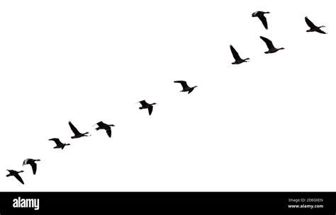 Flying Duck Silhouette