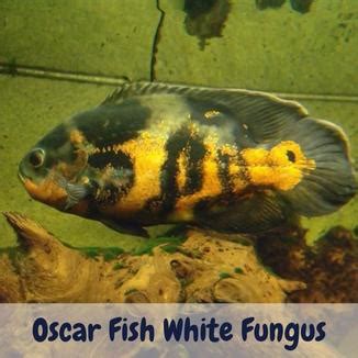 Oscar Fish White Fungus: Causes & Treatments