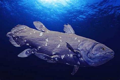 African coelacanth fish evolved dozens of new genes just 10 million years ago - UPI.com