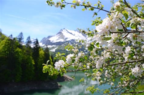 Spring in Switzerland stock photo. Image of agriculture - 29581978