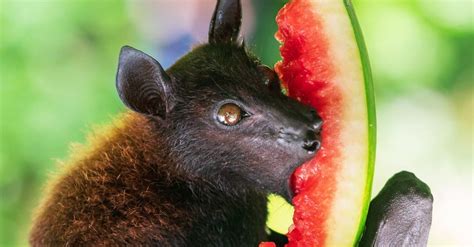 What Do Bats Eat? 14 Foods in Their Diet - A-Z Animals