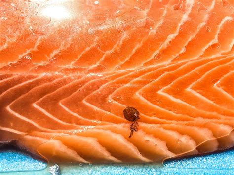 Biologist alarmed after buying farmed salmon with sea louse on it in BC ...