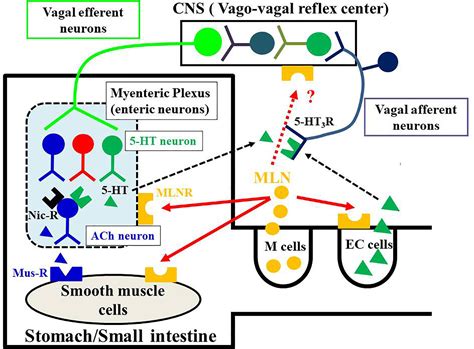 Frontiers | Motilin Comparative Study: Structure, Distribution ...