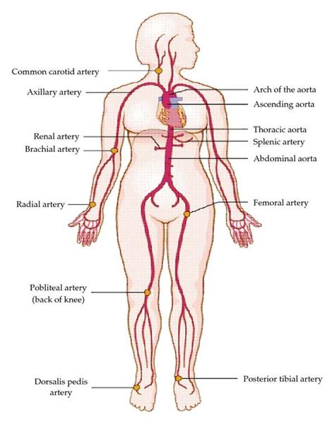 Brachial Pulse Point