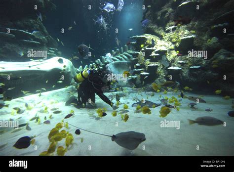 revamped London Aquarium which opens to the public today London Aquarium London Stock Photo - Alamy