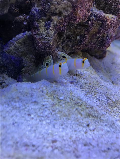 Goby pair | REEF2REEF Saltwater and Reef Aquarium Forum