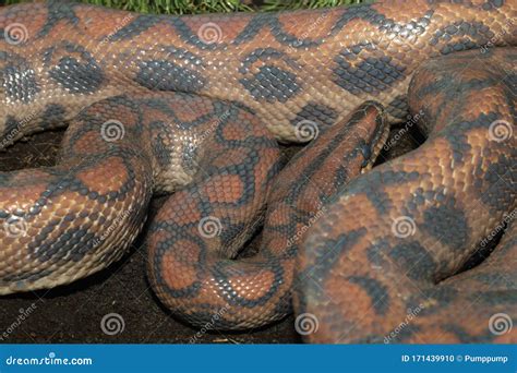 Brazilian Rainbow Boa Snake in Garden at Thailand Stock Photo - Image ...