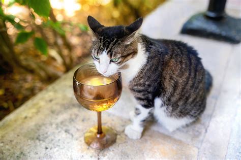 Should You Visit the Hemingway House Cats in Key West?