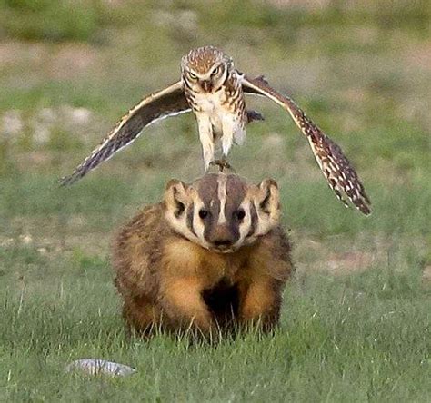 An owl attacks a badger in Badlands National Park, SD | Other Things I Find Interesting or Care ...