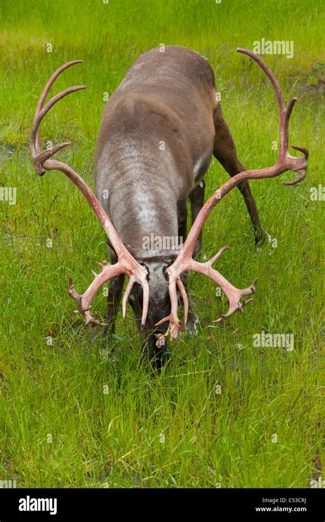 A bull caribou feeds on the green grasses at Alaska Wildlife Conservation Center, Southcentral ...