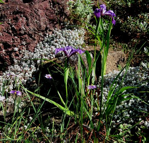 DryStoneGarden » Blog Archive » Sedum Spathulifolium