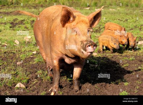 Tamworth piglets Sus scrofa domesticus Scotland UK Stock Photo - Alamy