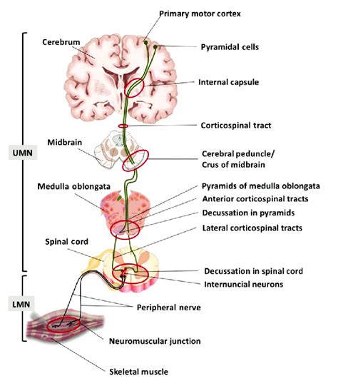 Upper Motor Neuron Pathway