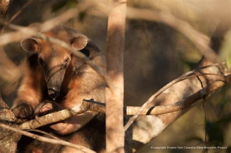 Southern Tamandua - Biofaces - Bring Nature Closer