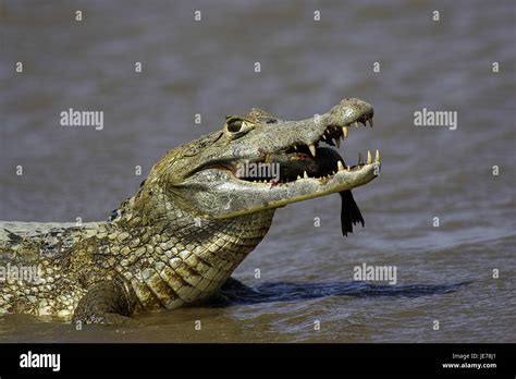 Crocodile cayman, Caiman crocodilus, adult animal, fishing, batch Lianos, Venezuela Stock Photo ...