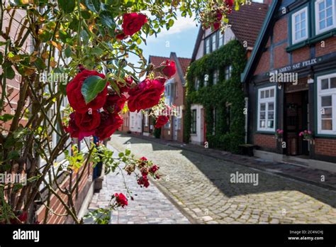 climbing rose in the old town Stock Photo - Alamy