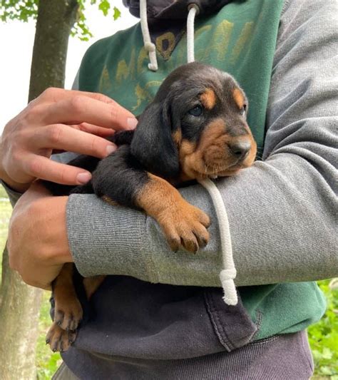 Coonhound Beagle Mix: Is This Curious Hybrid Right for You?