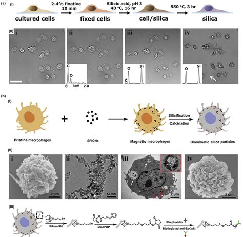 (a) Capturing the morphology of mammalian cells by silica: (I)... | Download Scientific Diagram