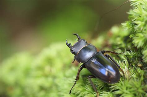 Types of Insects in the Amazon Rainforest - Animal Sake