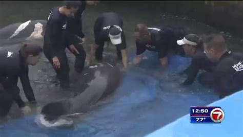 Manatee released into waters 1 year after boating injury – WSVN 7News ...