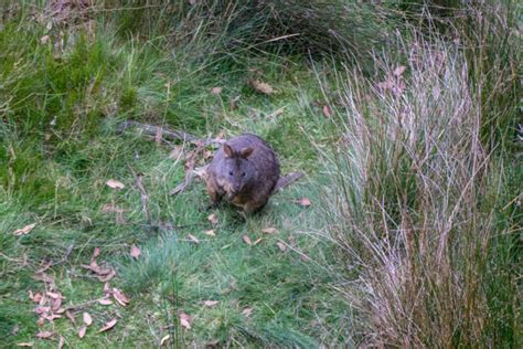 Best Places to See Wildlife in Tasmania